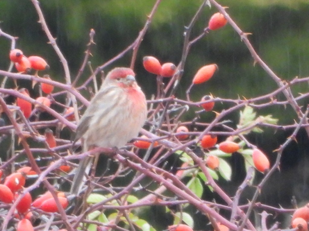 House Finch - ML646567855