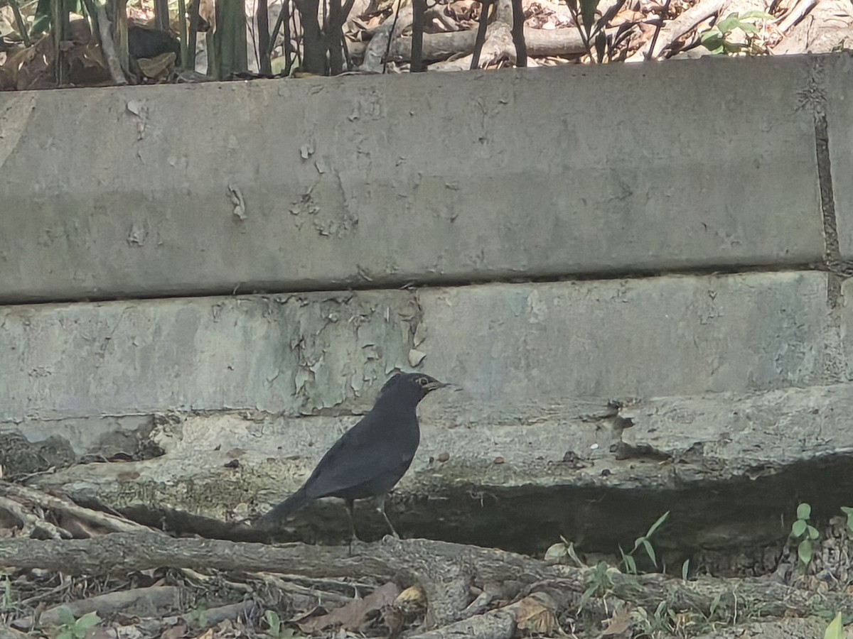 Mandarinamsel - ML646567856