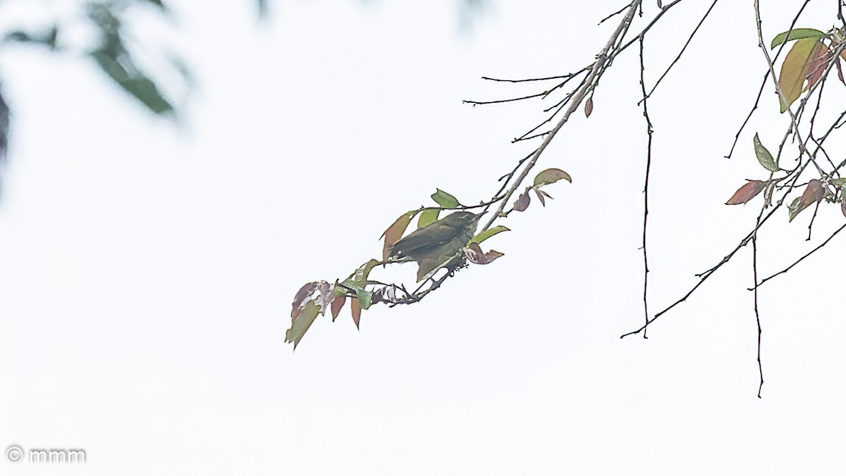 Green Crombec - ML646567857