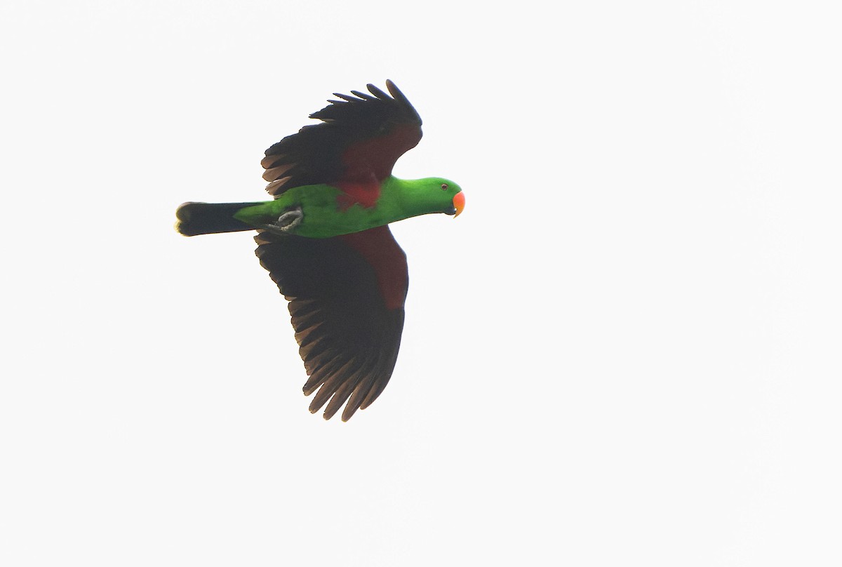 Moluccan Eclectus - ML646567859