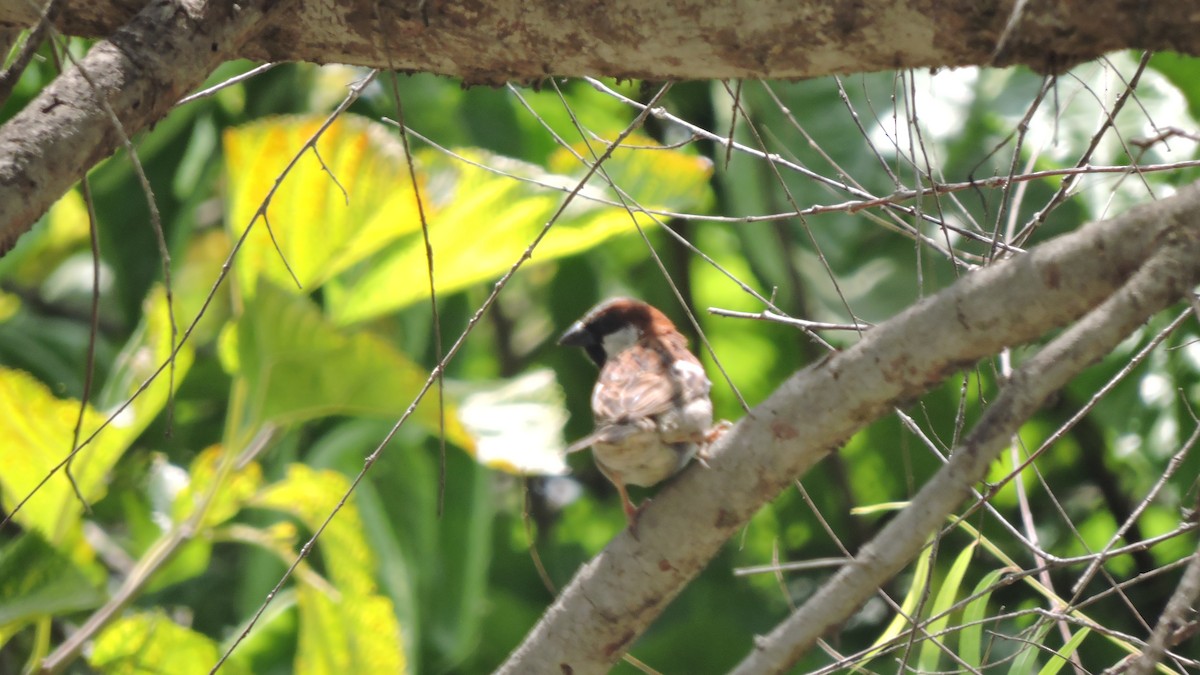 House Sparrow - ML646567860
