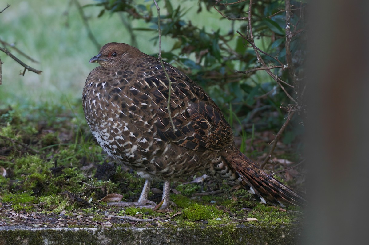 ミカドキジ - ML646567861