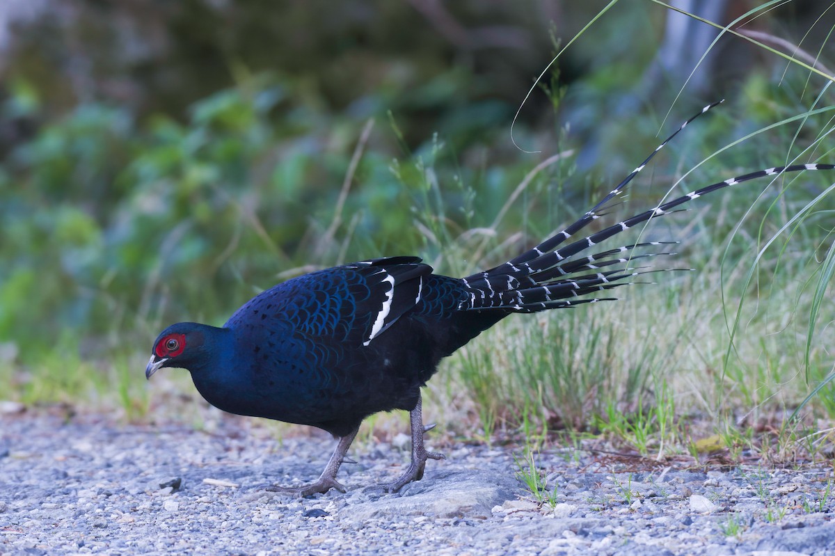 ミカドキジ - ML646567862