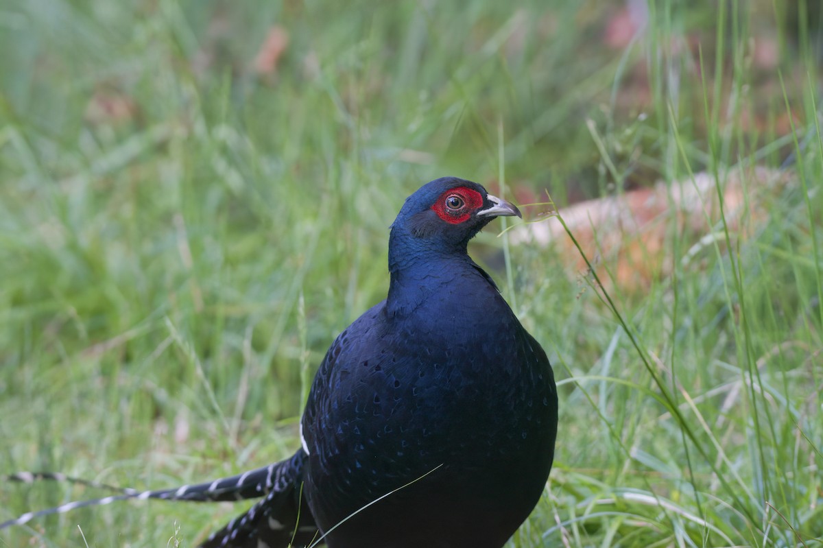 ミカドキジ - ML646567863