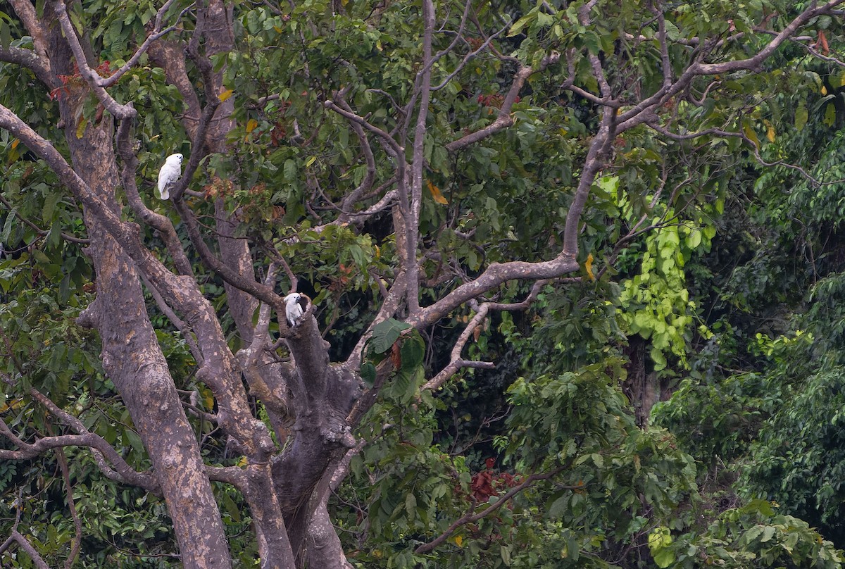 White Cockatoo - ML646567864
