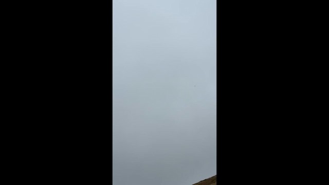 Enara ipurtzuri asiarra - ML646567866