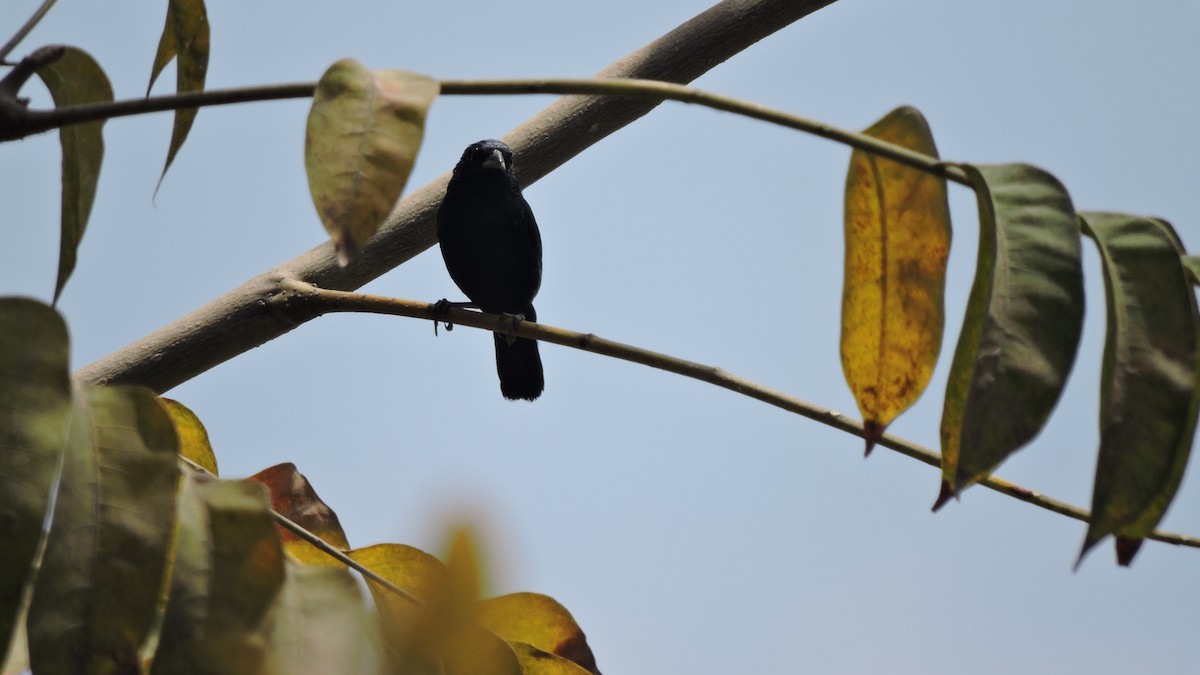Scrub Blackbird - ML646567868
