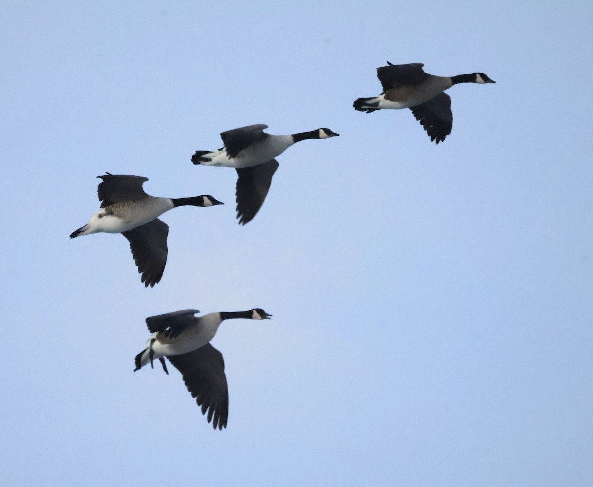 Canada Goose - ML646567869