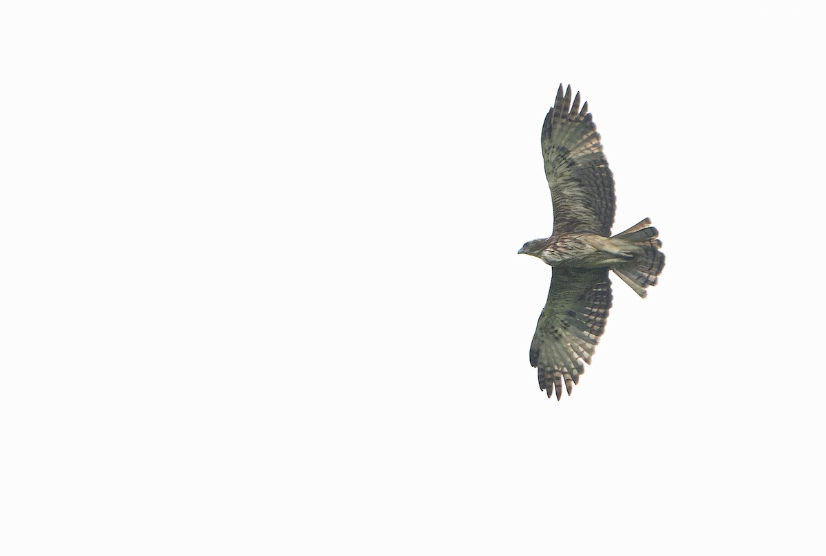 Pygmy Eagle - ML646567870