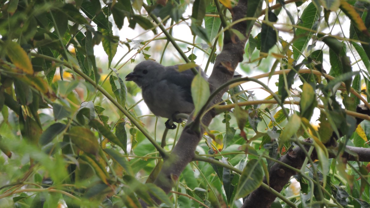 Blue-gray Tanager - ML646567872