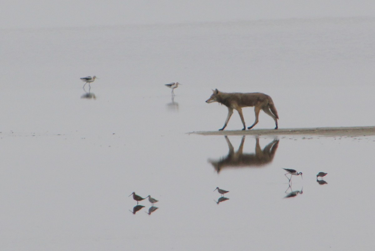 Coyote - ML646567873