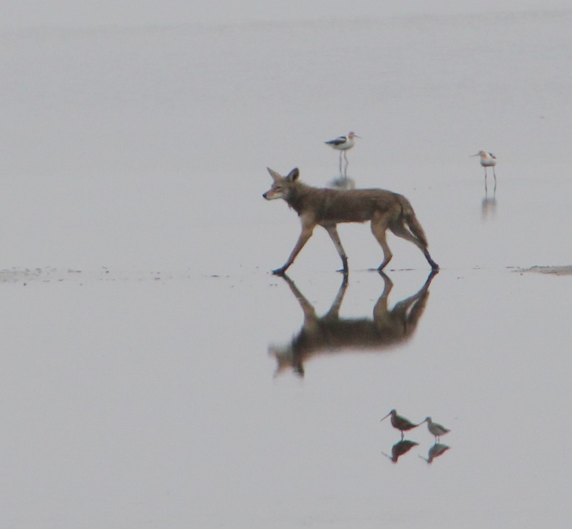 Coyote - ML646567874