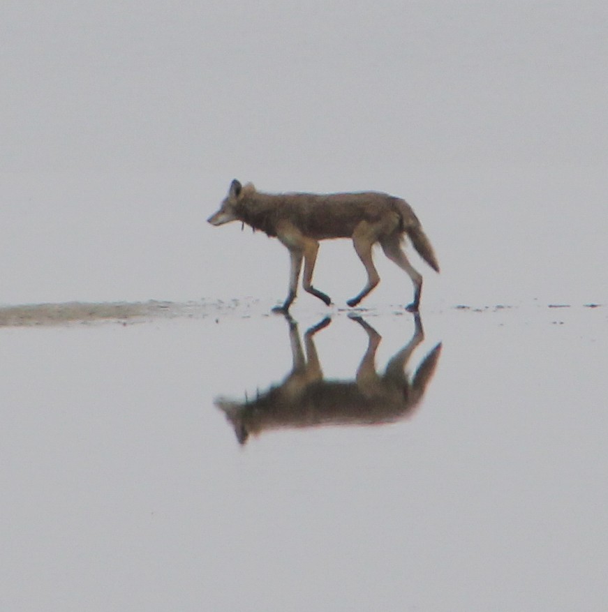 Coyote - ML646567875