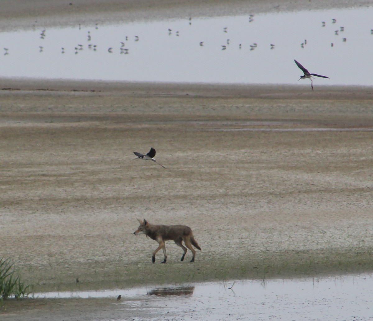 Coyote - ML646567876