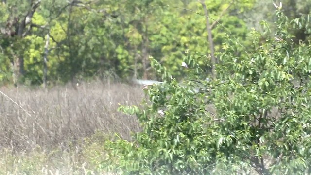 Spotted Harrier - ML646567879
