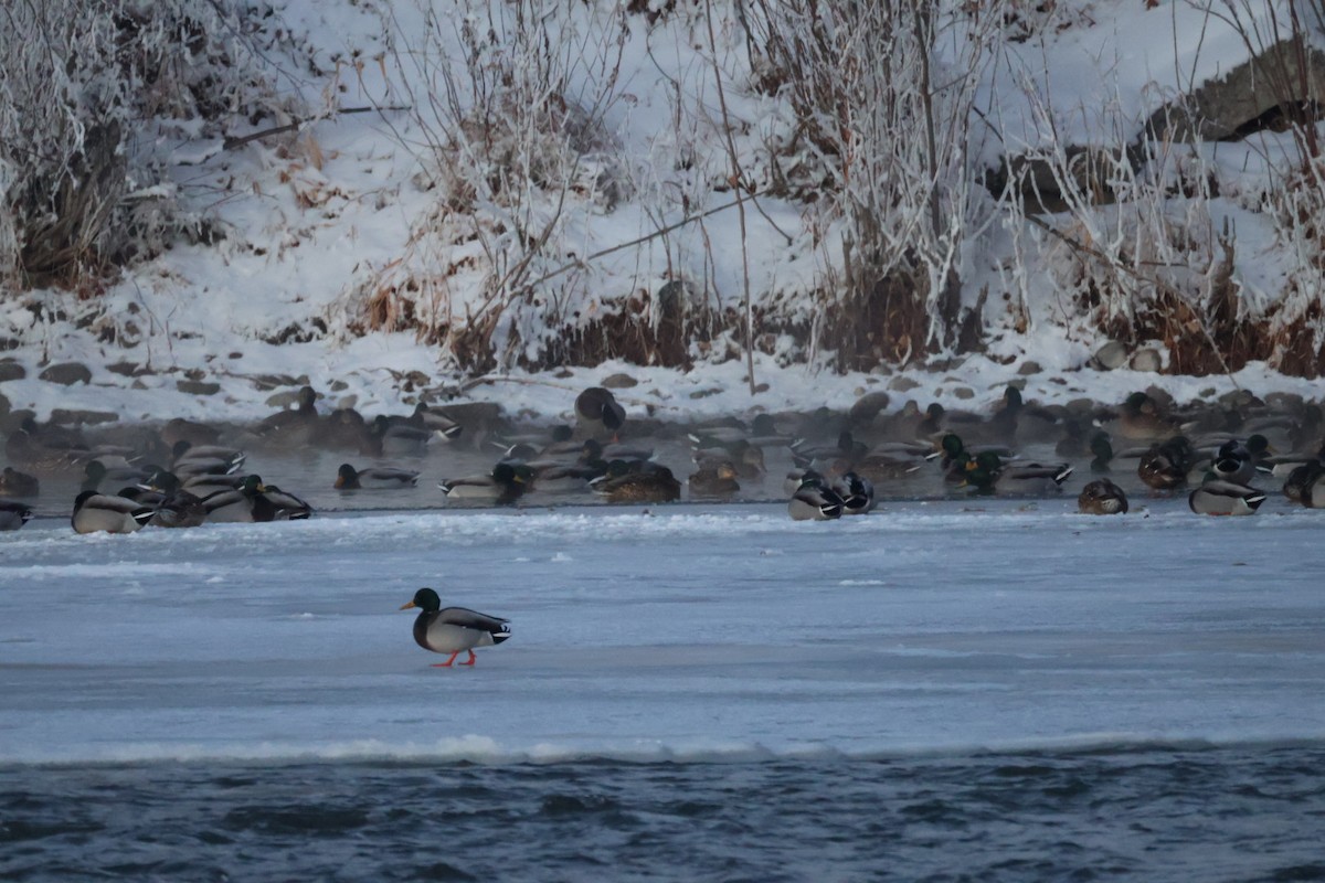 Mallard - ML646567894