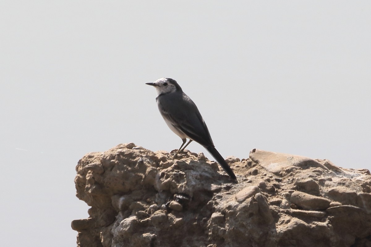 נחליאלי לבן (לבן-פנים/בייקל) - ML646567896