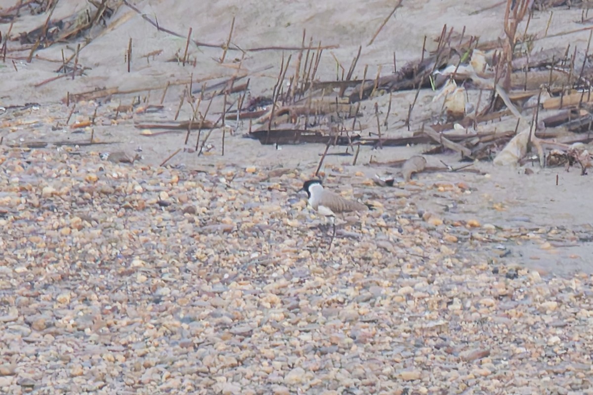 カタグロツメバゲリ - ML646567897