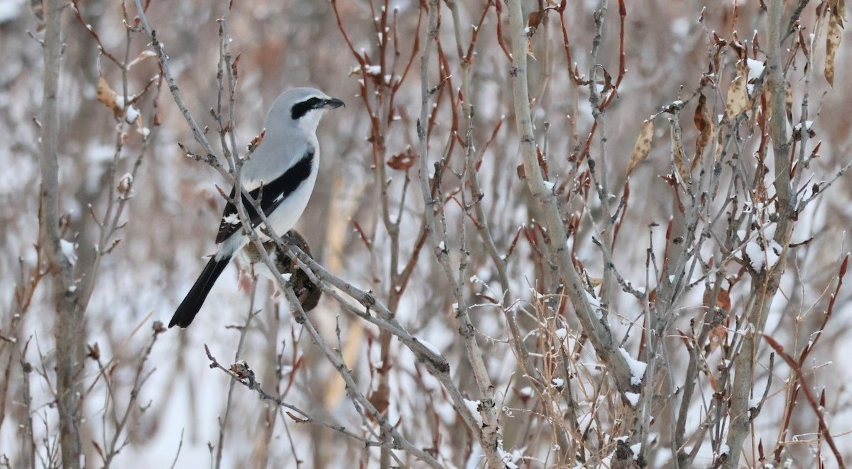 Northern Shrike - ML646567900