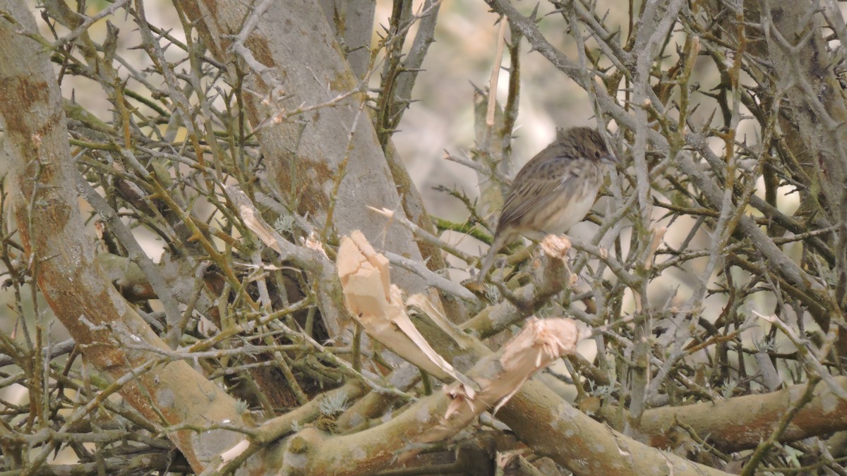 Blue-black Grassquit - ML646567903