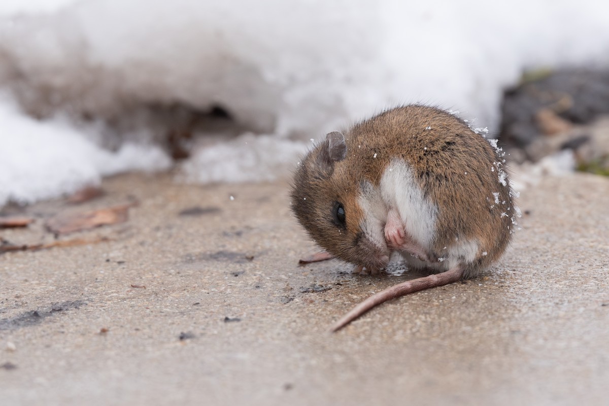 Deer Mouse - ML646567905