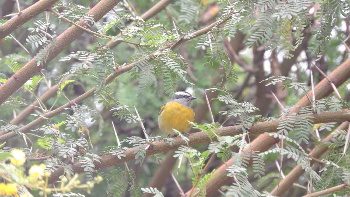 Bananaquit - ML646567906