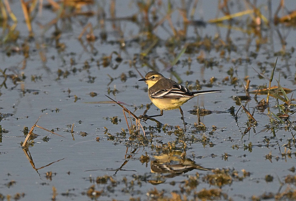 Citrine Wagtail - ML646567909