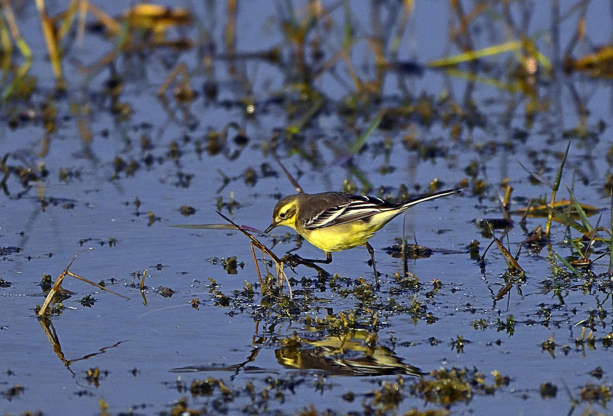 Citrine Wagtail - ML646567910