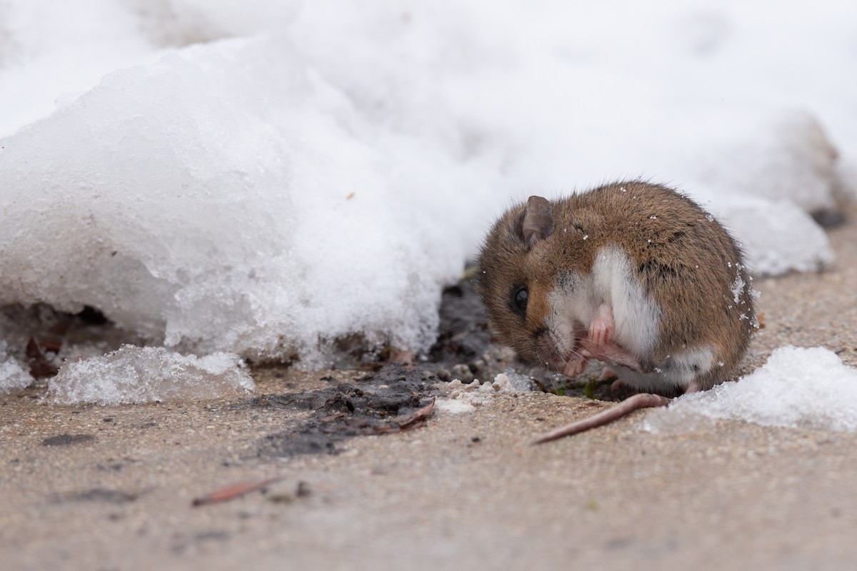 Deer Mouse - ML646567913