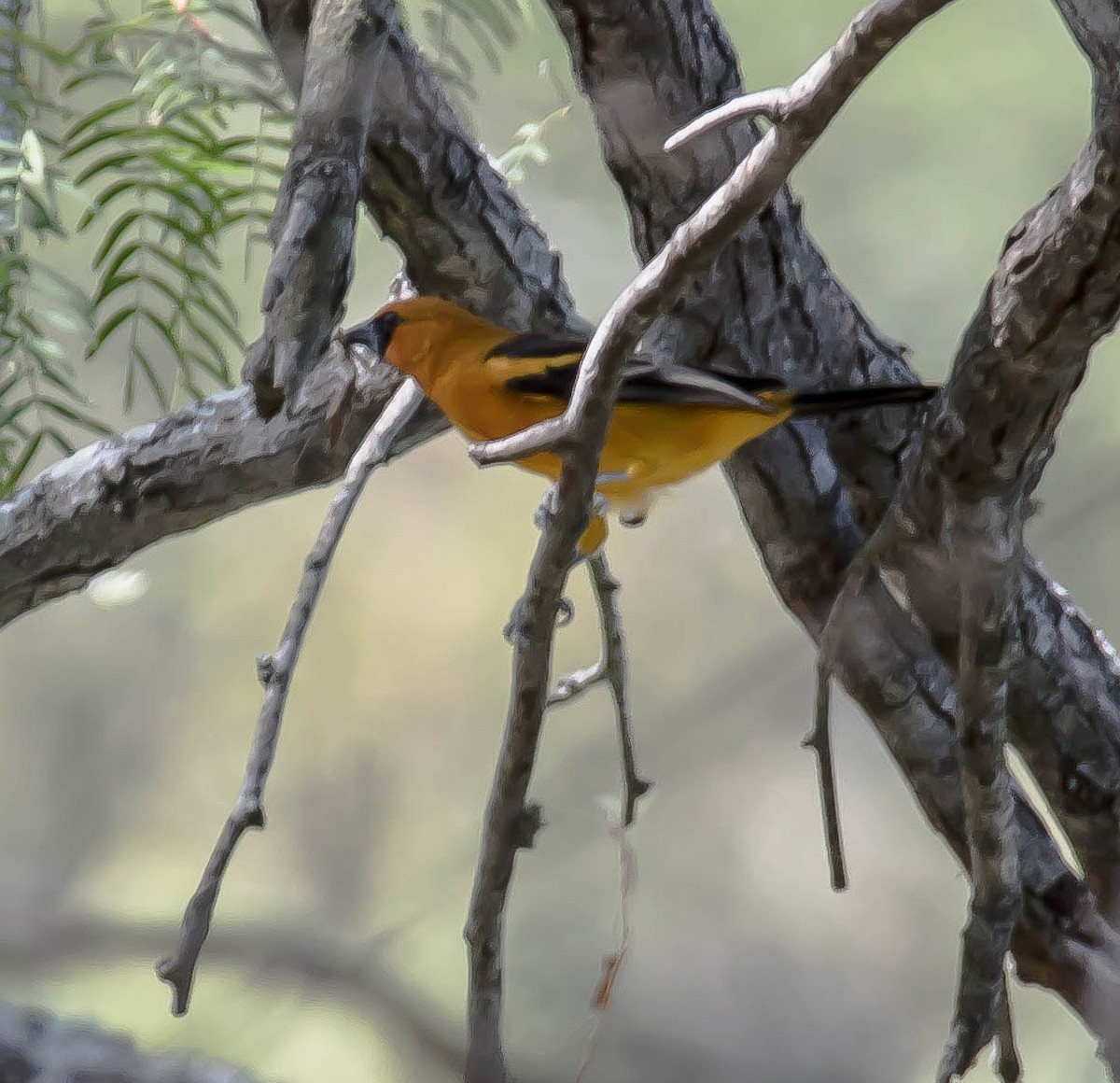 Altamira Oriole - ML646567914
