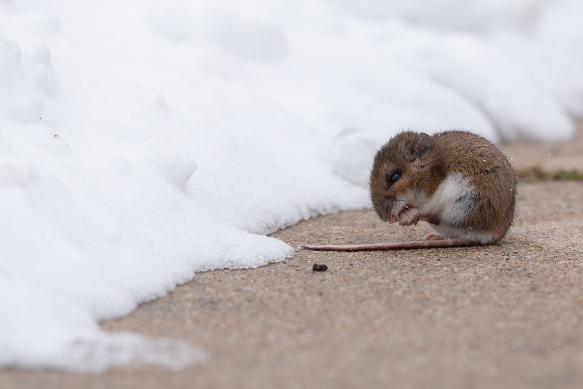 Deer Mouse - ML646567917