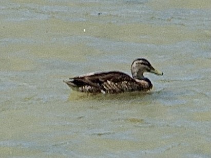 Pacific Black Duck/Mallard - ML646567918