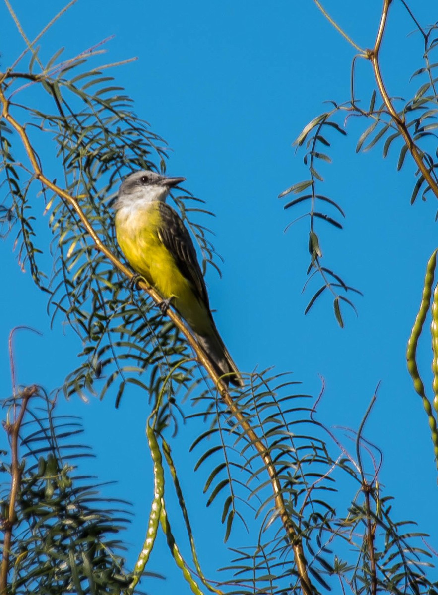 Tropical Kingbird - ML646567920