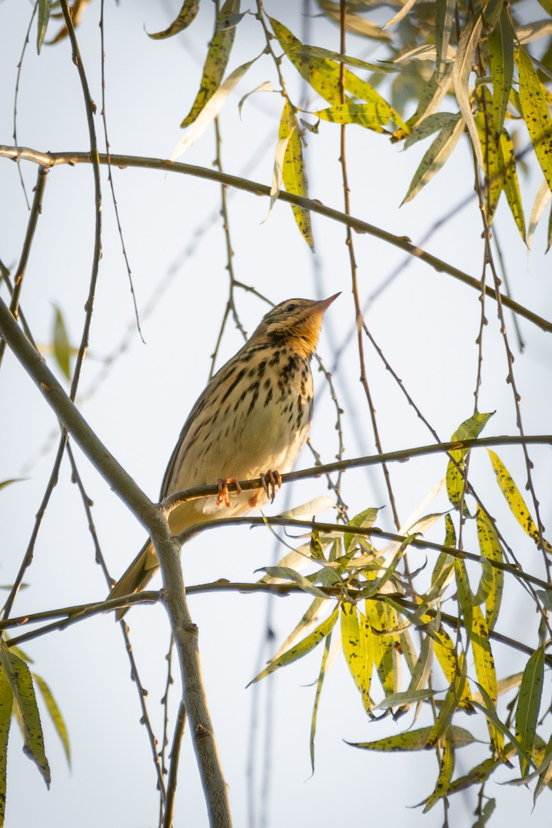 linduška olivová - ML646567925