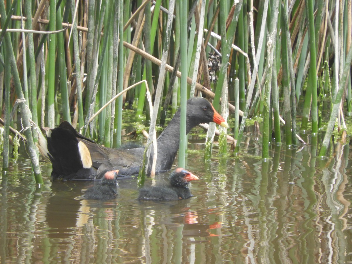 Dusky Moorhen - ML646567927