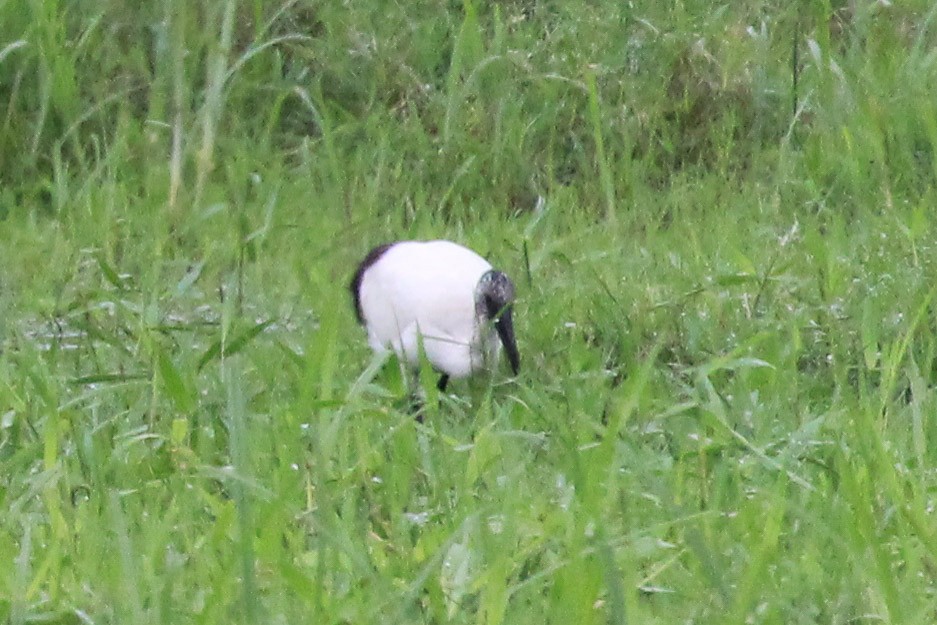 African Sacred Ibis - ML646567928