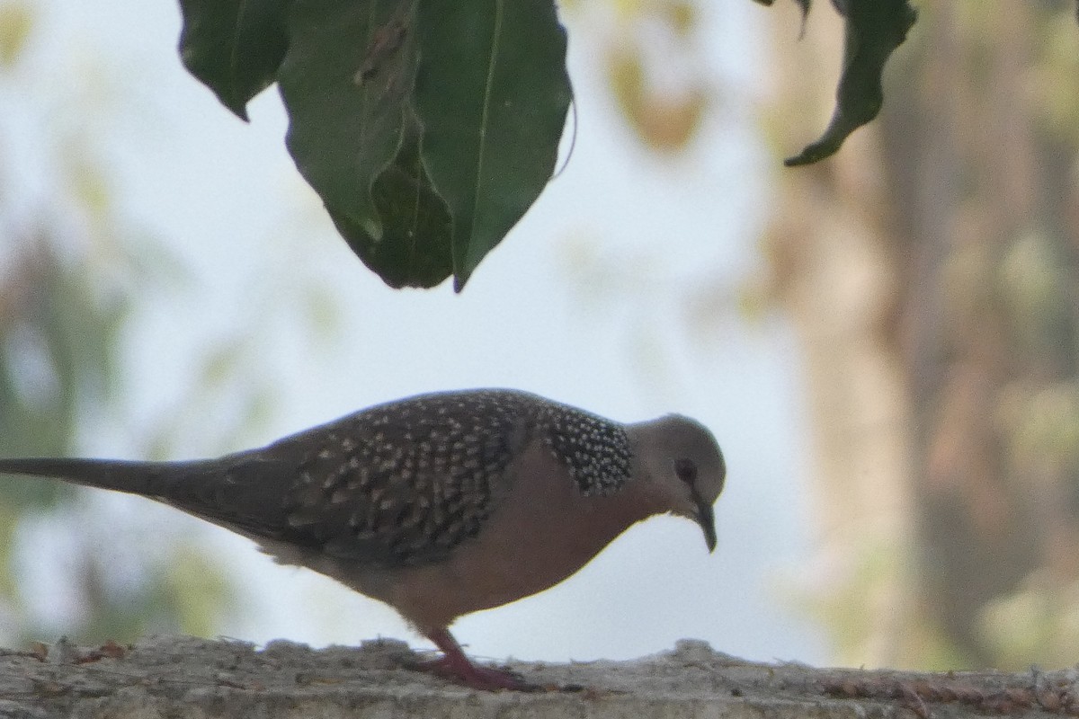 Spotted Dove - ML646567929