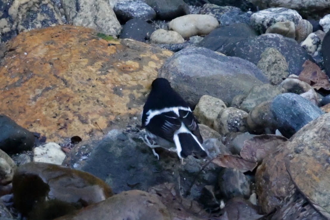 Torrentero Chico - ML646567930