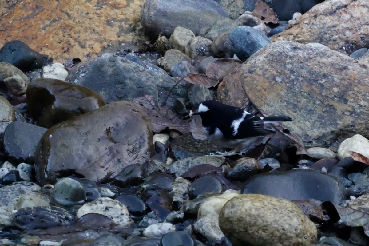 Torrentero Chico - ML646567931