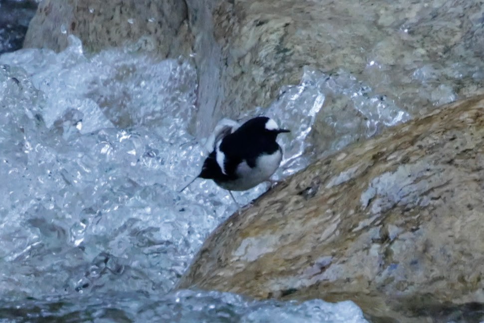 Torrentero Chico - ML646567932