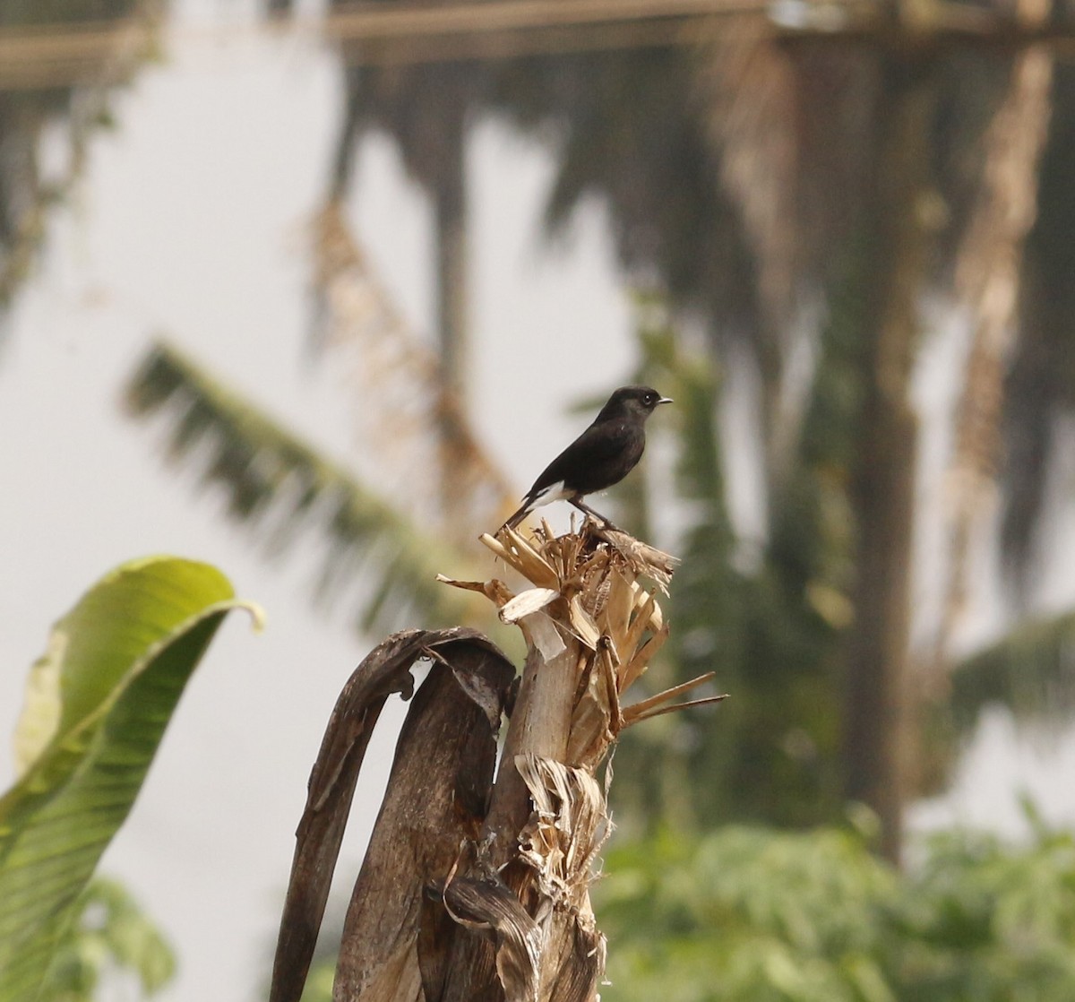 クロノビタキ - ML646567933