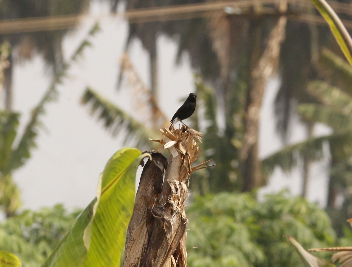 クロノビタキ - ML646567934