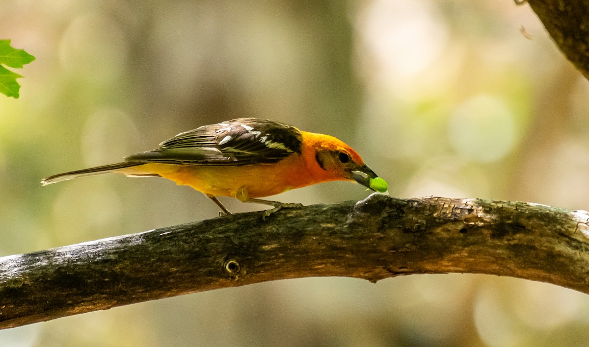 Flame-colored Tanager - ML646567936
