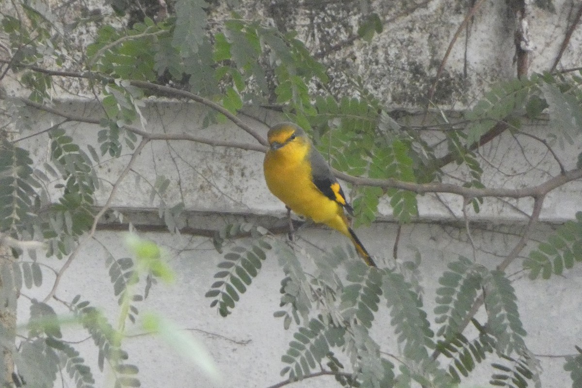 Scarlet Minivet - ML646567937