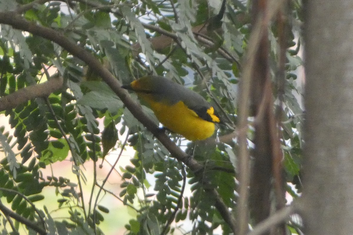 Scarlet Minivet - ML646567938