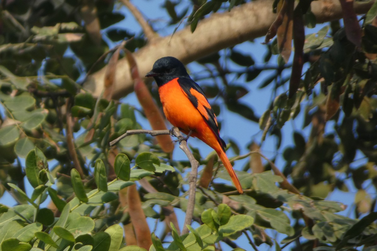 Scarlet Minivet - ML646567939