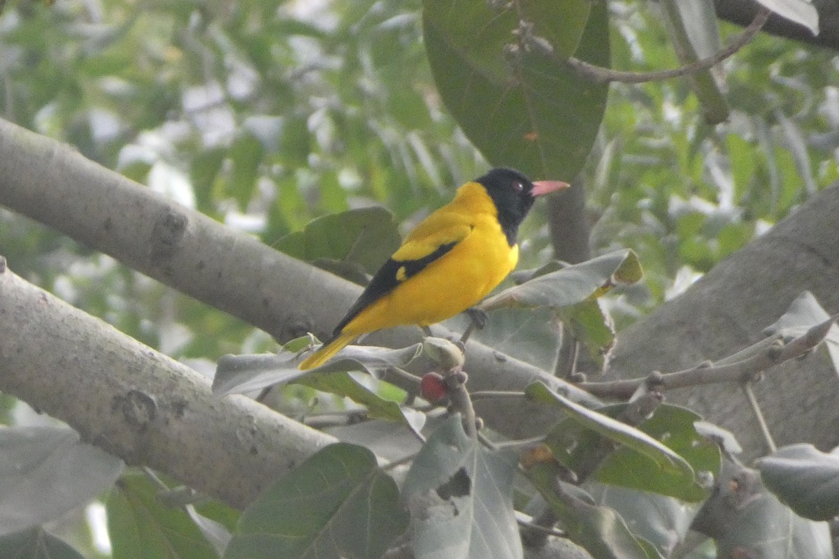 Black-hooded Oriole - ML646567944