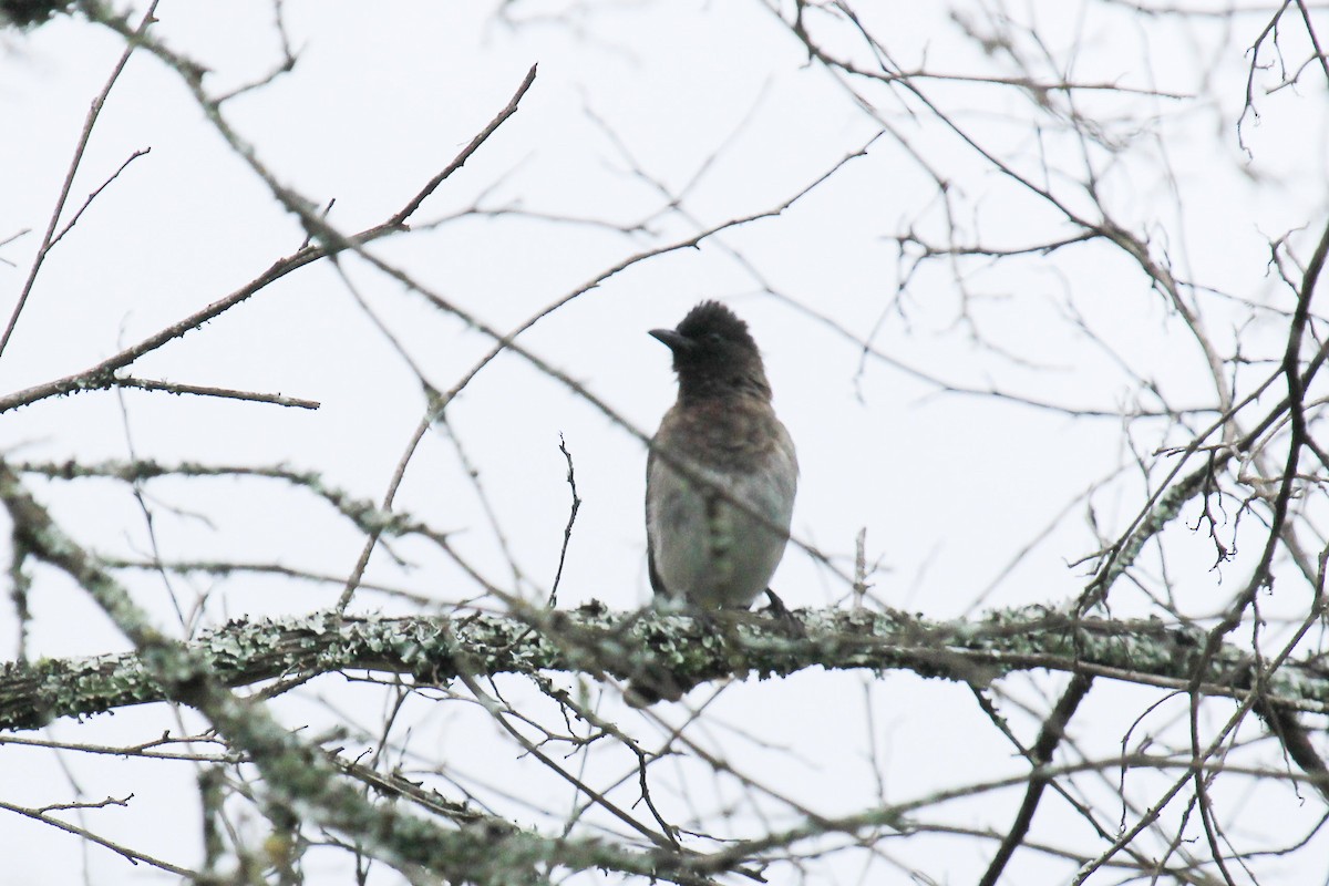 Common Bulbul - ML646567945
