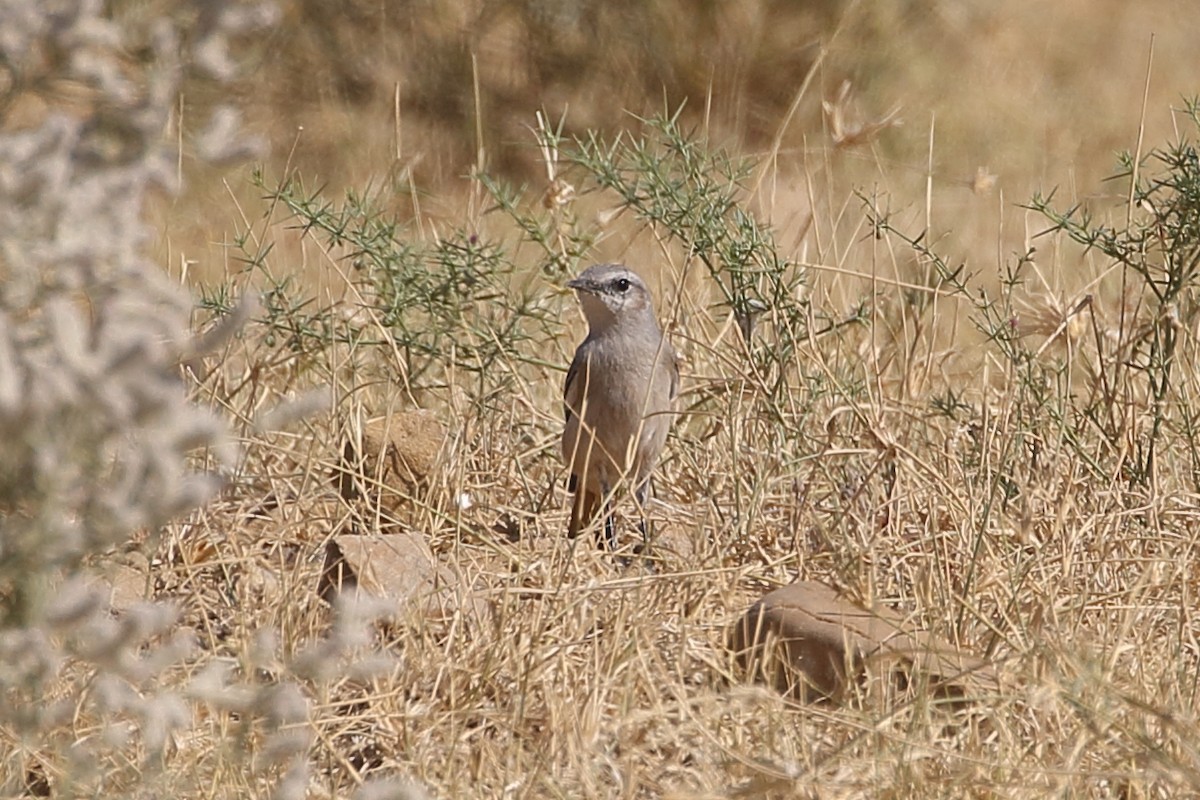 סלעית פרסית - ML646567946