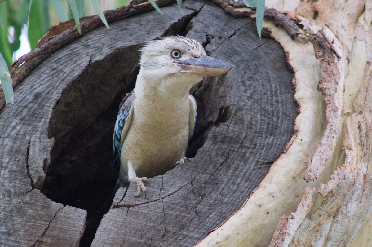Blue-winged Kookaburra - ML646567947